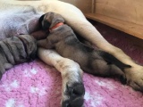 Pups 2018